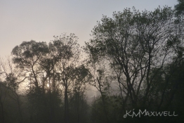 Foggy sunrise 5-9-15 (2)-sm