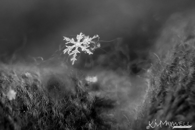 Winter Details Won Contest Finalist in Winter In Black And White Photo Contest and Community Choice Award.