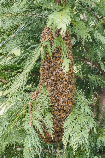Honey Bee Swarm 6-sm